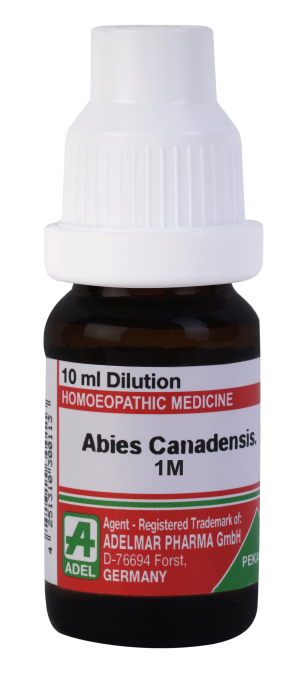 ADEL Abies Canadensis